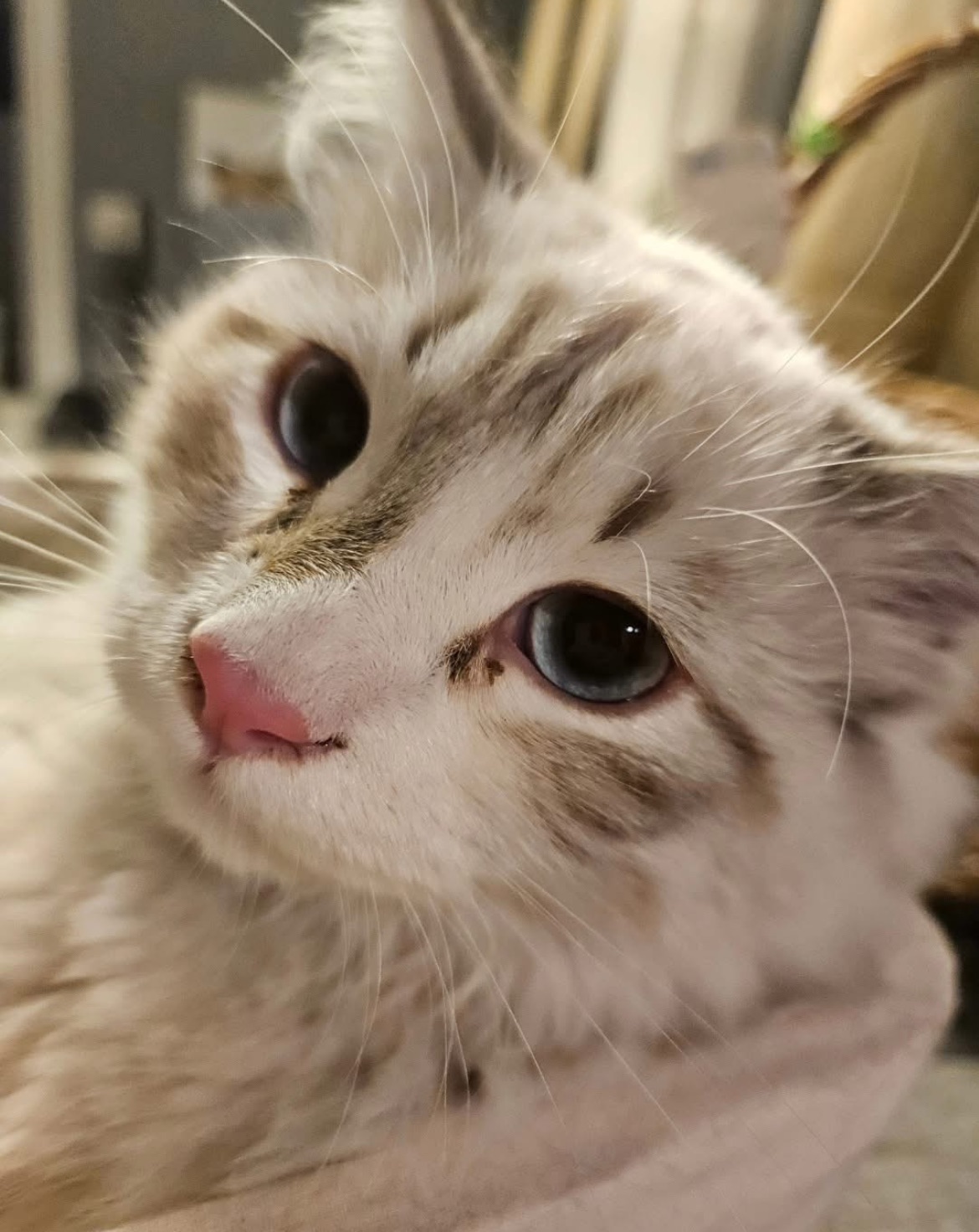 Neva Masquerade kattunge Rakke